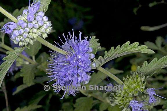 caryopteris incana 2 graphic